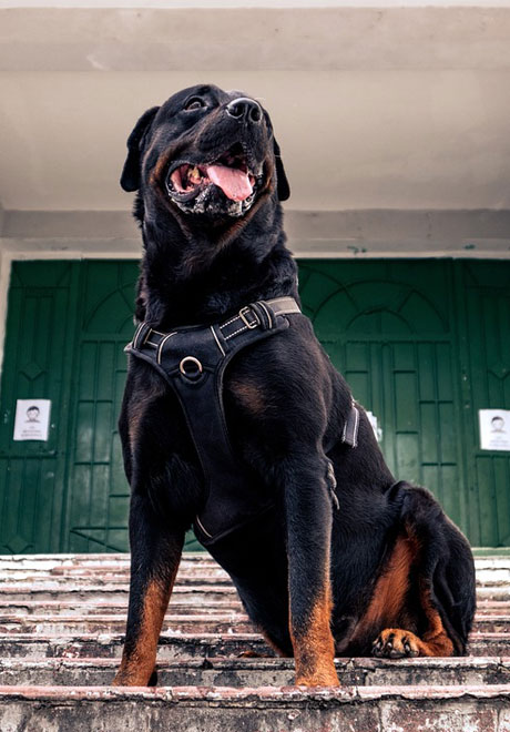 Rottweiler proteccion personal